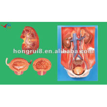 Advanced Urinary Anatomical Models